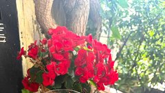 Apotheka Trnovo lokal