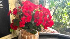 Apotheka Trnovo lokal