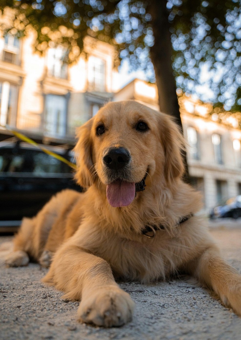 To so štiri najpametnejše pasme psov – je vaš ljubljenček med njimi? (foto: Unsplash)