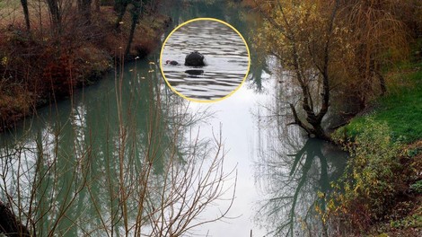 Lahinja reka potapljacica