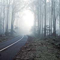 Oko kamere v gozdu ujelo divjo zver v trenutku, ki ne gre iz pozabe: gre za redki posnetek njenega početja v naravi