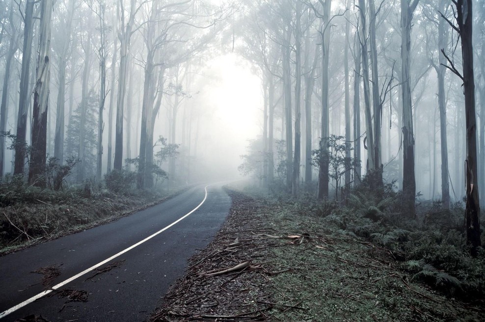 Gozd (foto: Profimedia)