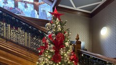 božična smreka jelka božič