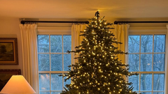 božična smreka jelka božič