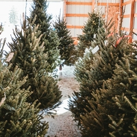 Boste letos izbrali naravno božično smrečico? Na kaj morate biti pozorni pred nakupom in katere so najboljše