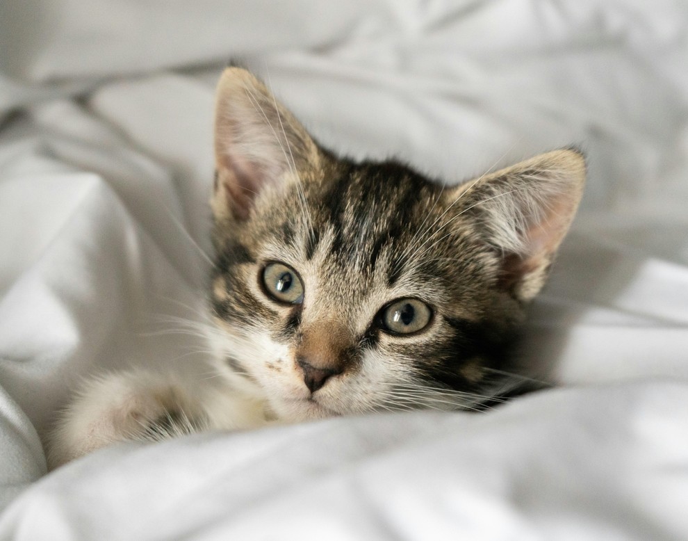 PREDNOSTI SPANJA Z MAČKO: 1. Čustvena povezanost: Skupno spanje lahko okrepi vez med vami in vašo mačko, kar lahko povzroči …