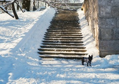Ne s soljo - da bo led na stopnišču v hipu izginil, uporabite poceni sestavino, ki jo že imate doma