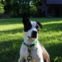 "Sosedov pes potrebo opravlja na mojem dvorišču - vse se je zapletno veliko hitreje, ko sem pričakovala" (izpoved)