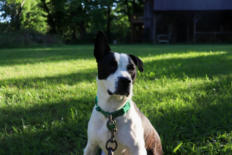 "Sosedov pes potrebo opravlja na mojem dvorišču - vse se je zapletno veliko hitreje, ko sem pričakovala" (izpoved) (foto: Unsplash)