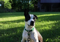 "Sosedov pes potrebo opravlja na mojem dvorišču - vse se je zapletno veliko hitreje, ko sem pričakovala" (izpoved)