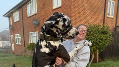 Nemška doga Wellington pes 70 kg