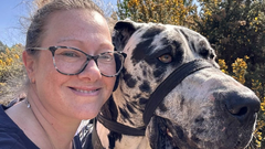 Nemška doga Wellington pes 70 kg