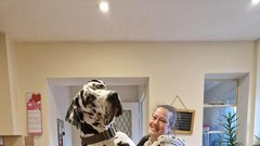 Nemška doga Wellington pes 70 kg