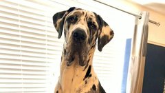 Nemška doga Wellington pes 70 kg