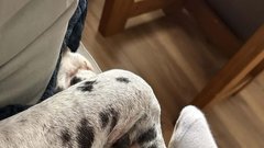 Nemška doga Wellington pes 70 kg