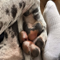 Ženska pred leti domov prinesla pasjega mladička: danes ob pogledu nanj nihče ne more verjeti, da je to res pes (FOTO)