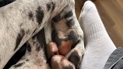 živali pes nemška doga Alice Banister