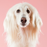 To je napaka, ki jo počnete, in zaradi katere se ne znebite mastnih las (+ tako jih za vedno odpravite)