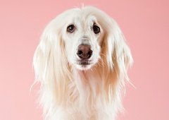 To je napaka, ki jo počnete in zaradi katere se ne znebite mastnih las (+ tako jih za vedno odpravite)