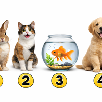 Katerega hišnega ljubljenčka bi izbrali? Test, ki pokaže vaše prioritete