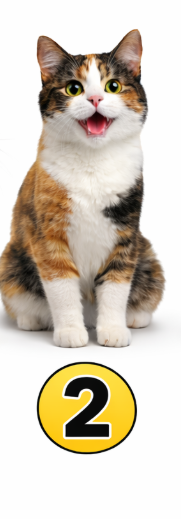 2 Mačka Če ste izbrali mačko, ste najverjetneje samostojen in samozavesten človek, ki zelo ceni svojo svobodo. Ne marate, da …