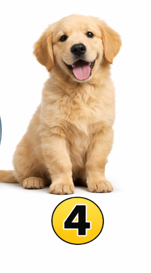 4 Pes Če ste izbrali psa, ste verjetno zelo družaben in srčen človek, ki mu največ pomenijo odnosi z drugimi …