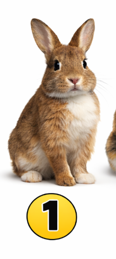 1 Zajec Če ste izbrali zajca, ste človek, ki v življenju najbolj ceni mir, stabilnost in občutek varnosti. Niste tip …