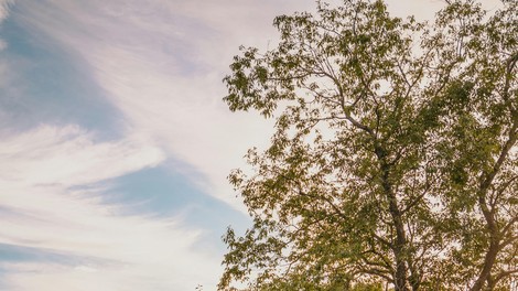 "To je nespoštljivo!" Par šokiral s poročno vizijo: pivo iz hladilne torbe in stranišče v gozdu, družina pa v jok!