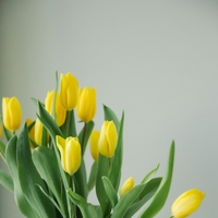 Tulipani bodo sveži in lepi kot še nikoli doslej: če v vazo dodate stvar, ki jo imamo doma čisto vsi, boste v njih uživali cel teden