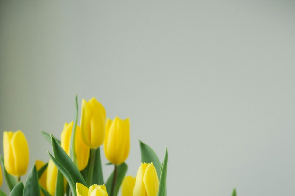 Tulipani bodo sveži in lepi kot še nikoli doslej: če v vazo dodate stvar, ki jo imamo doma čisto vsi, boste v njih uživali cel teden